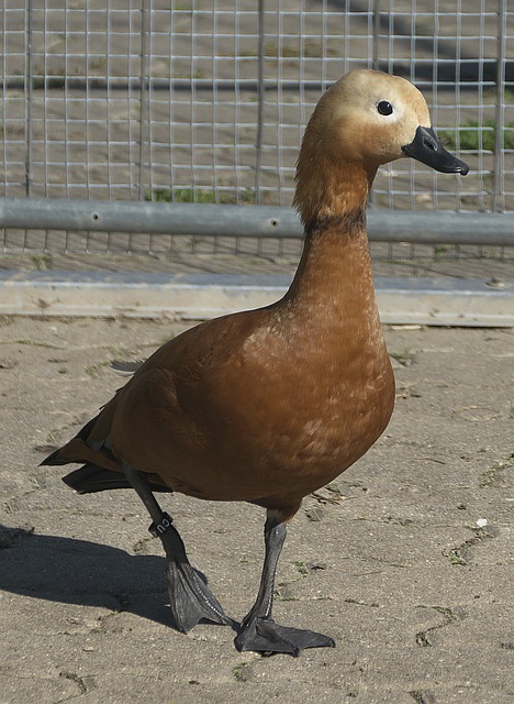 仍能展现强