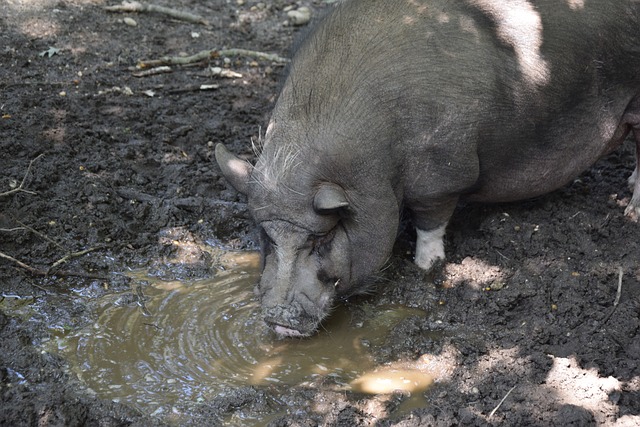 新华社：国足再战澳洲并非毫无胜算 实力差距不是不可逾越.